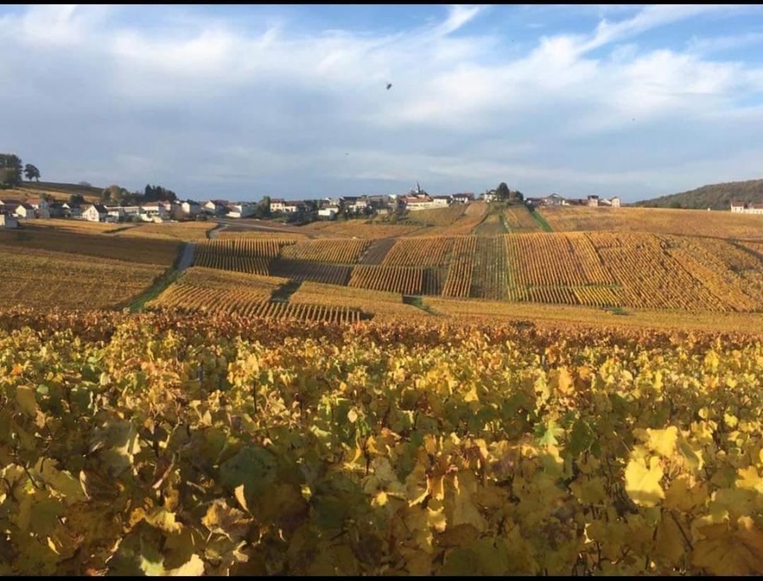 Gite En Champagne Le Sarment Cramant Eksteriør bilde